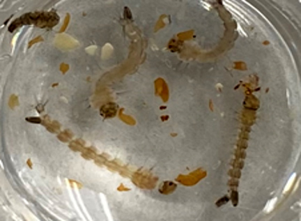 Mosquito larvae in a specimen dish