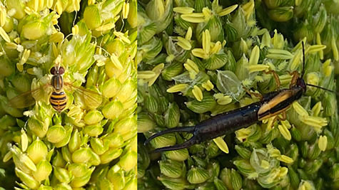 A hoverfly and an earwig on sorghum.