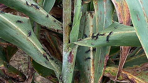 Insects on the leaves of a sorghum plant