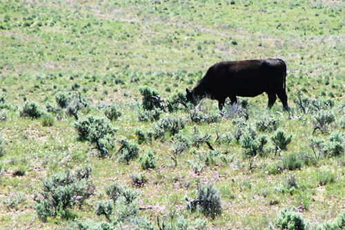 A brown cow grazing sagebrush.