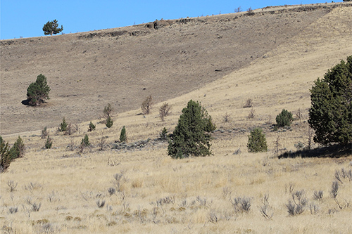 A fuel break in an invasive annual grass-dominated sagebrush steppe