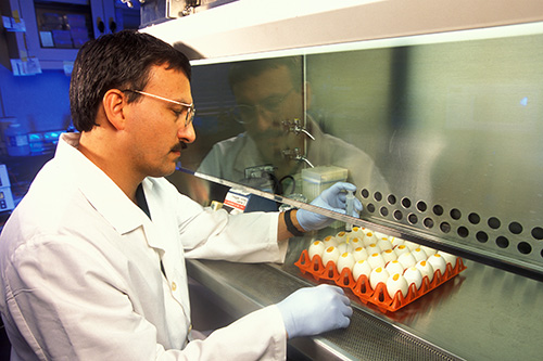 David Suarez working with chicken eggs in the lab. 