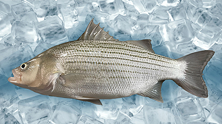 A hybrid striped bass on ice.