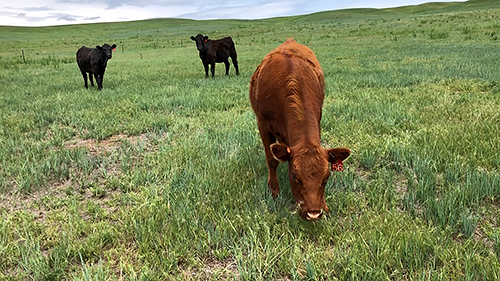 Three cows grazing on cheatgrass.