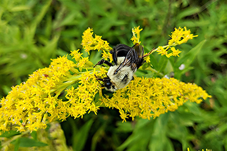 A wild bee on a yellow flower