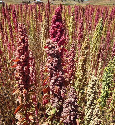 A field of quinoa.