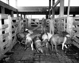 historical photo of hogs