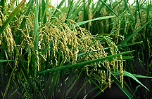photo of Lemont rice plants