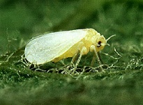 photo of Silverleaf whitefly