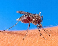 photo of mosquito on skin