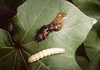 photo of armyworm killed by virus next to healthy worm