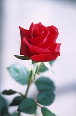 photo of rose