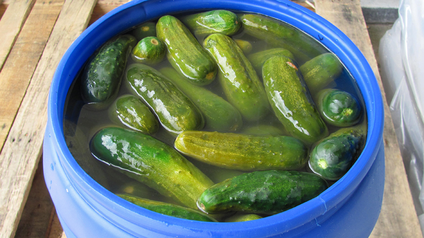 Vat of cucumbers