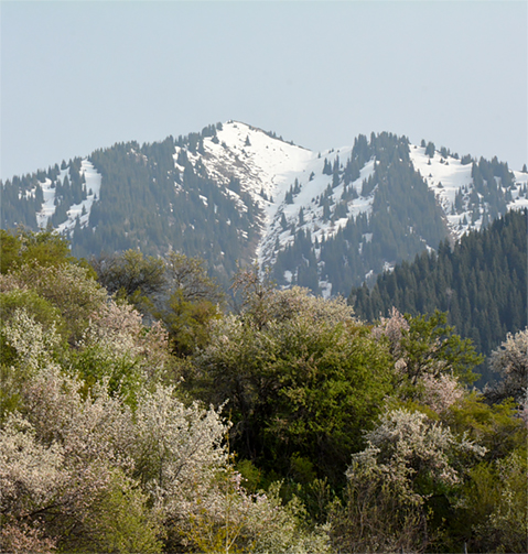 Forests of wild Malus sierversii in the mountains of Kazakhstan