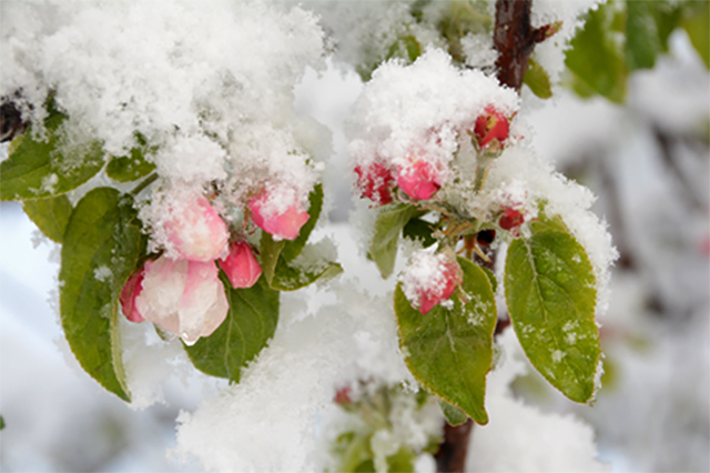 Wild apples growing on a snow covered tree