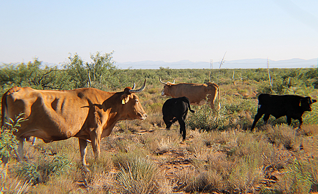 Criollo cattle grazing