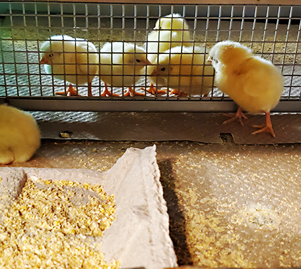 Six chicks in a cage.