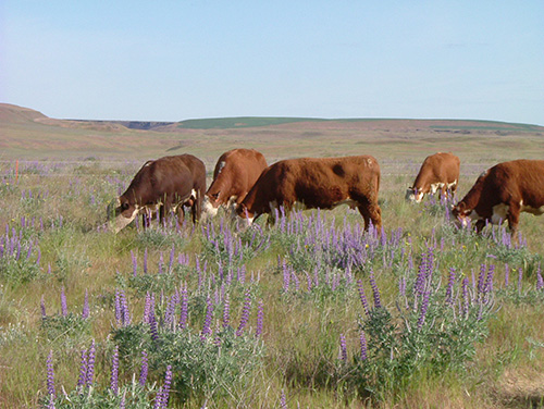 Cows grazing on lupine
