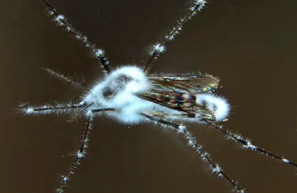 A mosquito killed by a fungal entomopathogen