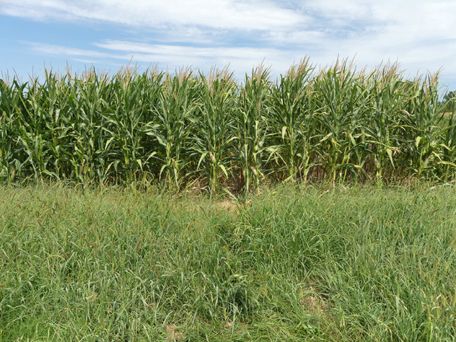 A field of no-till corn.