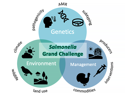 Salmonella diagram