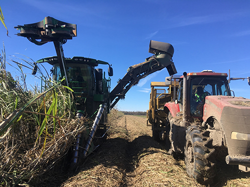 Sugarcane harvesting