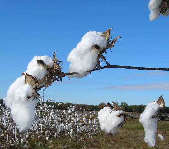 Cotton Fiber