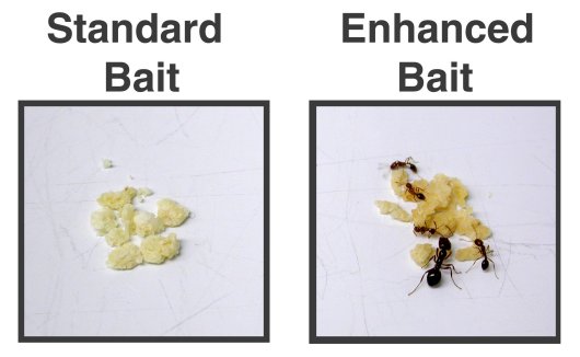 Comparison of standard and enhanced baits