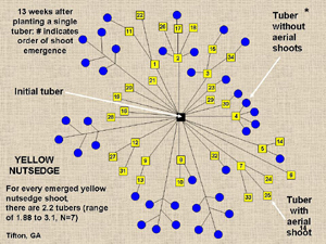 Yellow nutsedge diagram
