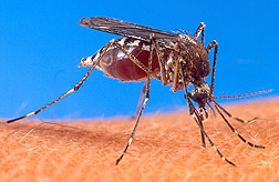 Photo: Mosquito. Link to photo information