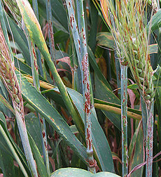 In Njoro, Kenya, a barley infected with stem rust: Click here for photo caption.