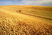 a golden wheat field in the sun