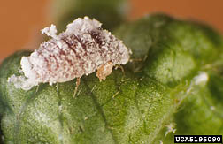 Photo: Pink hibiscus mealybug. 