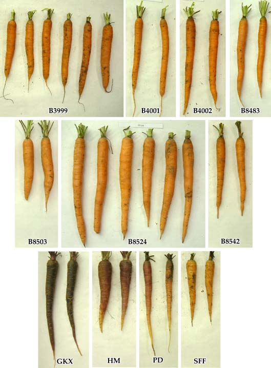 Image of carrot breeding lines